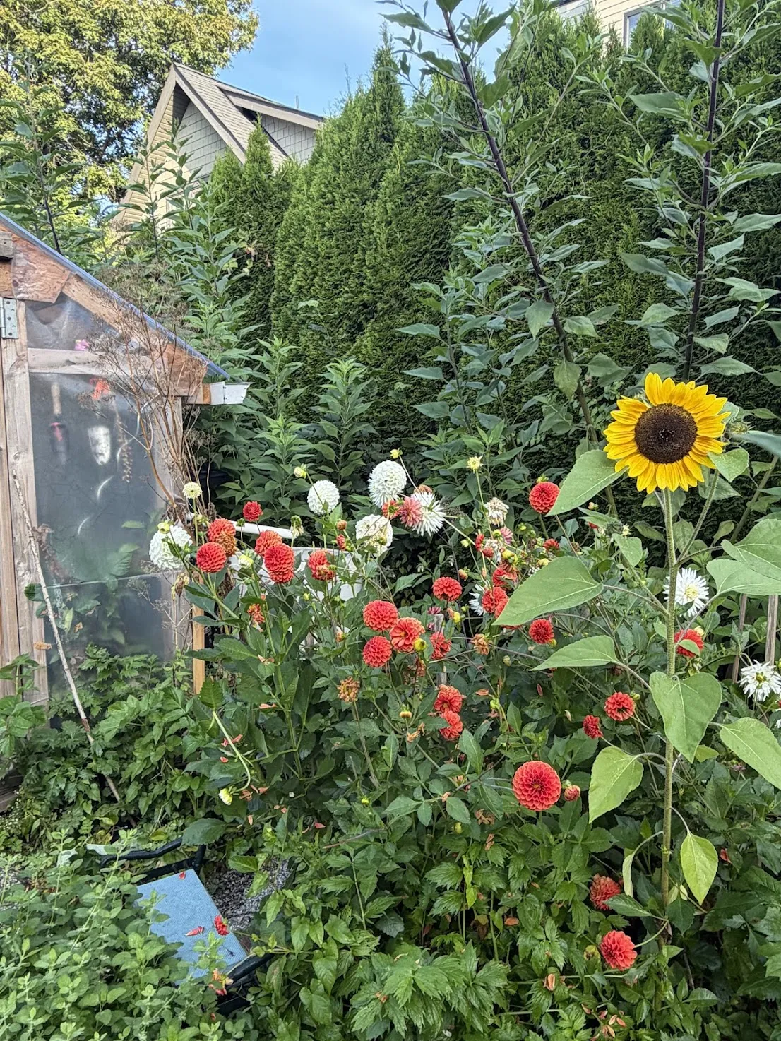 Dahlias and a sunflower blooming beside the greenhouse at City Farmer
