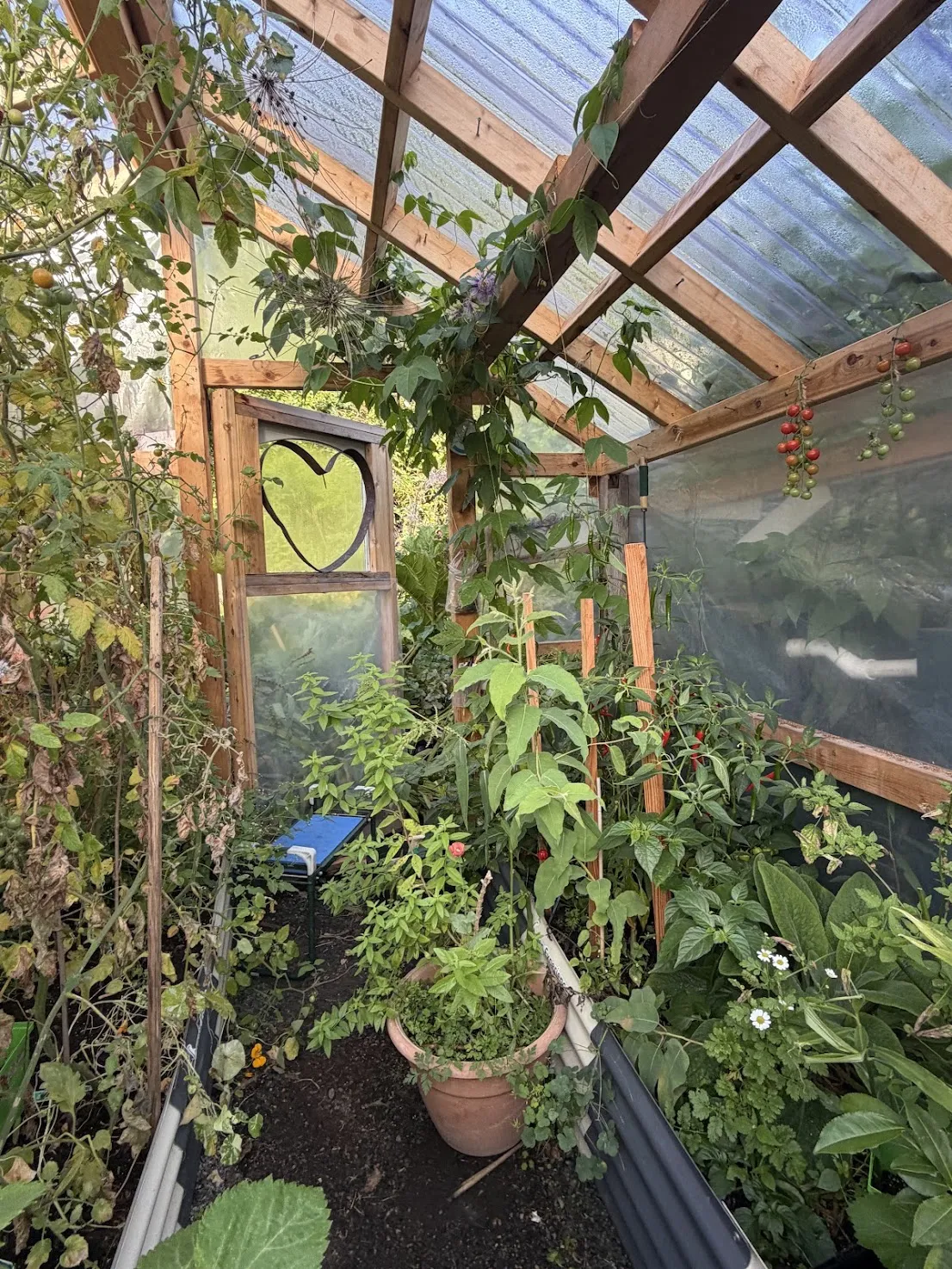 Inside City Farmer's greenhouse — tomatoes on the vine, chili peppers, and a heart-shaped window