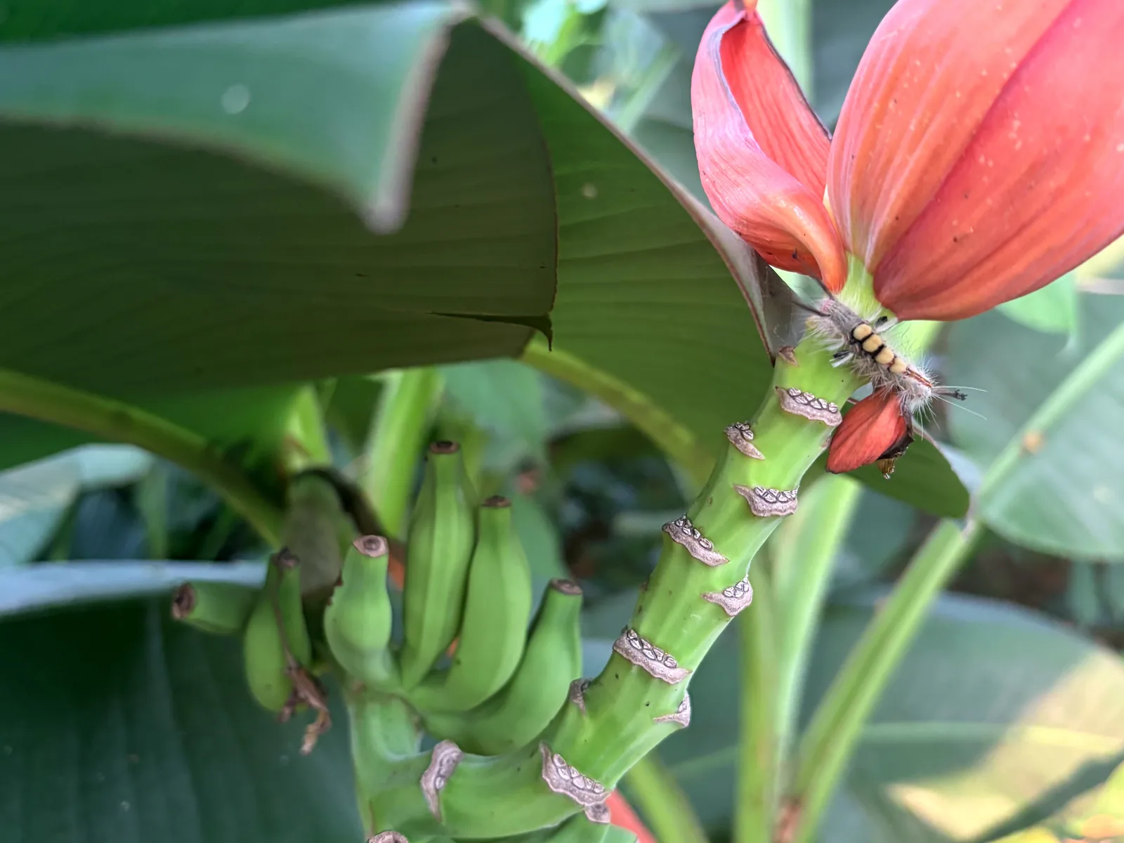 A bunch of young green bananas growing beneath a red banana flower, a fuzzy caterpillar on the stalk