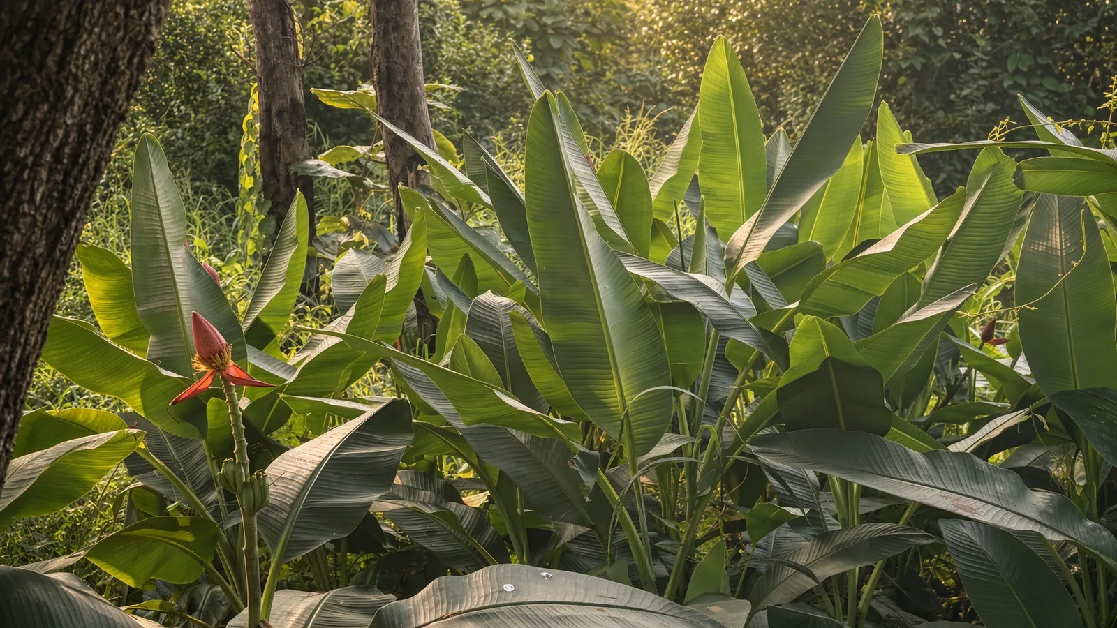 Sunlit banana plants with a red banana flower growing beneath tall trees in the Sahyadri hills of India